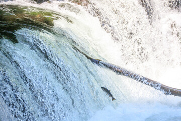 Determined Salmon Leaping Upstream Through Rushing Waterfall, Hokkaido, Japan