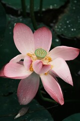 Lotus blossoms in a summer pond