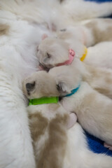 Mother Ragdoll cat feeding her Newborn kittens.