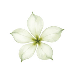 watercolor jasmine flower isolated