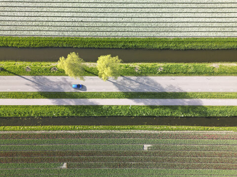 Aerial view of a lone blue car travels down a straight road, flanked by vibrant green trees and parallel canals, between fields of tulips, Beverwijk, North Holland, Netherlands.