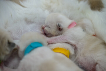 Mother Ragdoll cat feeding her Newborn kittens.