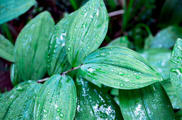 Fresh Green Leaves with Dew Droplets Close-Up