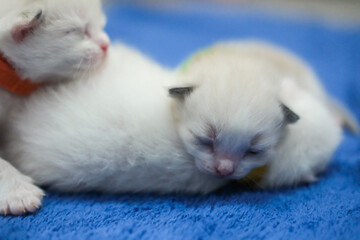Newborn 1 week old ragdoll kittens sleeping with eyes closed on the blanket, domestic cat
