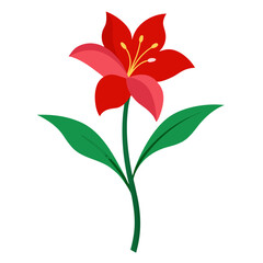 red lily isolated on white background