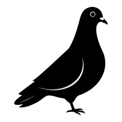 vector illustration of a pigeon