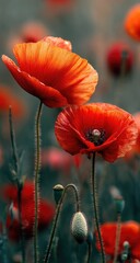 Obraz premium Vibrant red poppies in a field (2)
