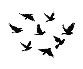 Fototapeta premium Canary and Sparrow Bird Silhouette Set Minimal Vector Birds in Singing, Flying and Perched Poses