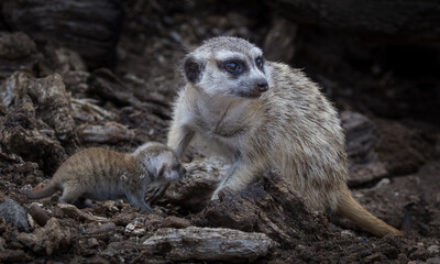 Meerkat with juvenile