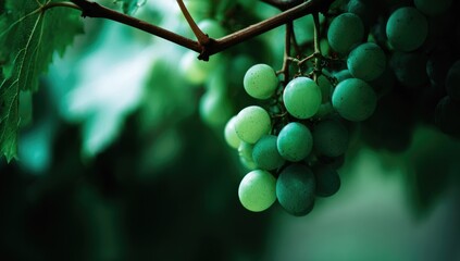 Close-up of unripe green grapes on vine (1)