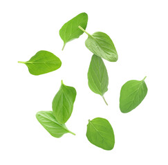 Fresh green oregano leaves falling against white background