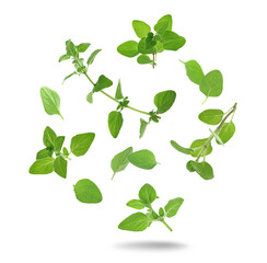 Fresh oregano plant branches and leaves falling against white background