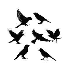 Obraz premium Canary and Sparrow Bird Silhouette Set Minimal Vector Birds in Singing, Flying and Perched Poses