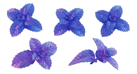 Purple basil leaves arranged isolated on white background for culinary design and aromatherapy use Soft light and shading