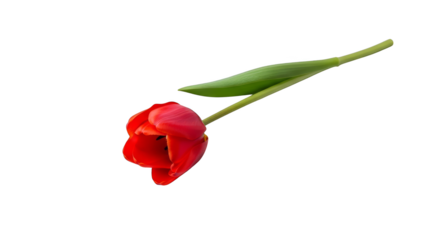 Vibrant bloom contrasts glitchy background