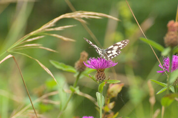 Breathtaking woodland landscape with white butterfly and flowers - Brightly lit woodland scene featuring an orchid-like bloom, a delicate white butterfly, and lush green foliage under the.