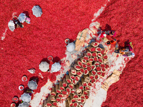 Aerial view of a sea of vibrant red chilies drying under the sun, punctuated by figures and umbrellas, creating a striking contrast of color and texture, Sariakandi, Bogra District, Bangladesh.