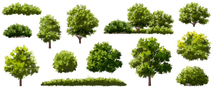  Vector watercolor green  tree or forest side view isolated on white background for landscape and architecture drawing,elements for environment or and garden,Shrub for section