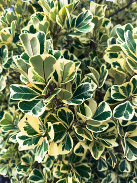 A dense cluster of heart-shaped, variegated leaves fills the frame, with vibrant green centers and creamy yellow edges, creating a lush and detailed texture.