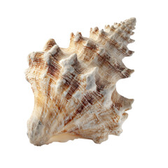 Ornate spiral seashell with textured ridges and brown stripes marine ocean, Isolated On White, Png Transparent, Cut Out