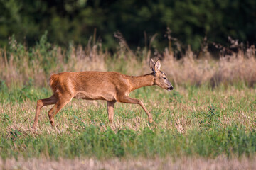 Roe deer in a field