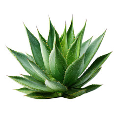 Vibrant green succulent plant with spiky leaves and white speckles aloe vera, Isolated On White, Png Transparent, Cut Out
