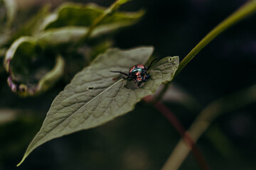 Japanese Beetle on Leaf - Close Up Macro