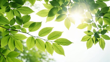Sunlight streams through vibrant green leaves, bringing a fresh, natural, and airy feel to any project.