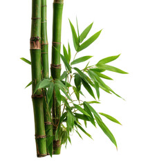 Obraz premium Vibrant green bamboo stalks with delicate leaves plant, Isolated On White, Png Transparent, Cut Out