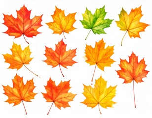 Fototapeta premium A collection of vibrant autumn maple leaves in various shades of red orange and yellow