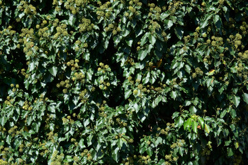 Hedera helix in bloom