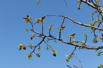 Liquidambar styraciflua tree