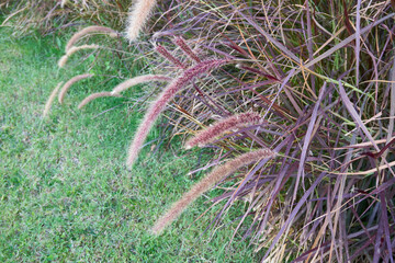 Pennisetum advena rubrum close up