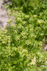 Petroselinum crispum neapolitanum in bloom