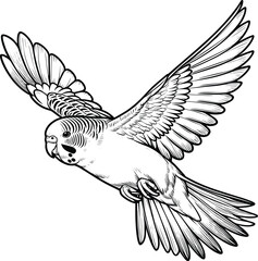 Flying Budgerigar line art vector illustration isolated on a white background