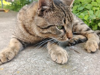 cat lying on the floor