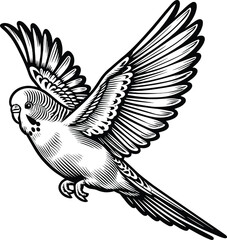 Flying Budgerigar line art vector illustration isolated on a white background