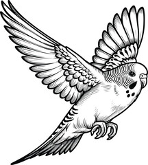 Flying Budgerigar line art vector illustration isolated on a white background