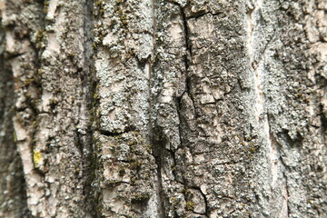 forest, green, bark, lumberjack, plant, sliver, nature, tree, ecology, 
