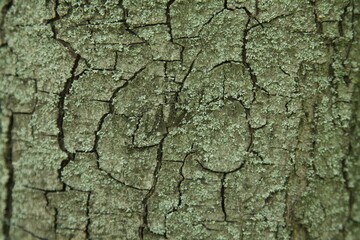 forest, green, bark, lumberjack, plant, sliver, nature, tree, ecology, 