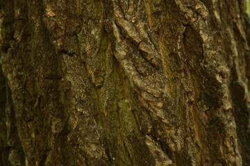 forest, green, bark, lumberjack, plant, sliver, nature, tree, ecology, 