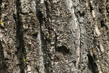 forest, green, bark, lumberjack, plant, sliver, nature, tree, ecology, 