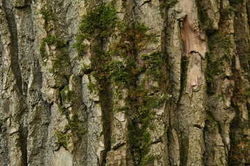 forest, green, bark, lumberjack, plant, sliver, nature, tree, ecology, 