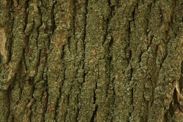 forest, green, bark, lumberjack, plant, sliver, nature, tree, ecology, 