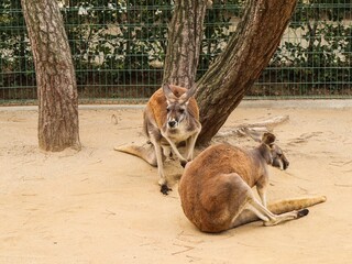 Two kangaroos in a sandy enclosure, one standing alert near a tree while the other rests on the ground.