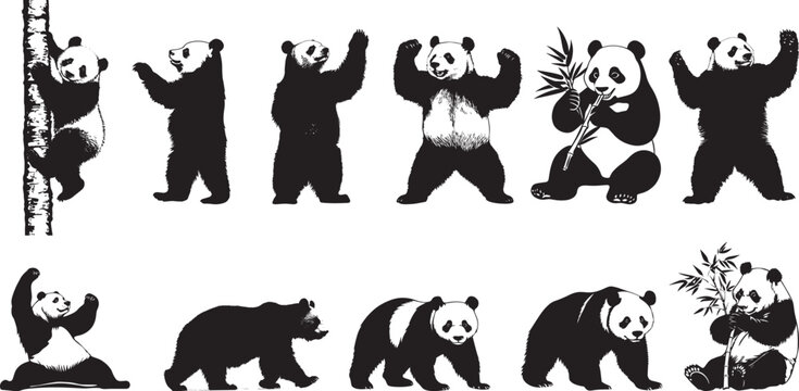 Panda Defending Body slightly raised with arms lifted, possibly in an alert or defensive posture. full length silhouette black vector illustration