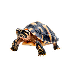 Obraz premium Radiated Tortoise Walking Isolated on White Background