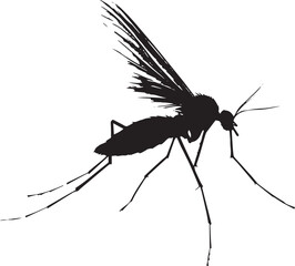 Mosquito Flying Wings spread and rapidly flapping with body elongated and legs tucked under. full length silhouette black vector illustration