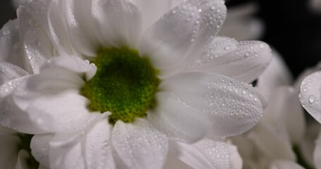 white flowers with covered with drops close up, wet white chamomile flowers in a gift bouquet - Powered by Adobe