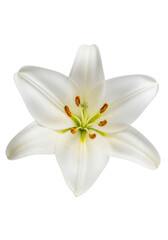 Fototapeta premium transparent lily with six pure petals, bright yellow center, gold dots, macro lens detail, on seamless shadowless white studio background, ultra-realistic UHD product photography, concept of